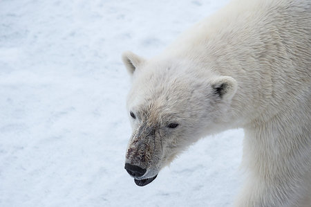 simsearch:400-04237135,k - Polar bear walking on the ice in arctic landscape sniffing around. Photographie de stock - Aubaine LD & Abonnement, Code: 400-09221912