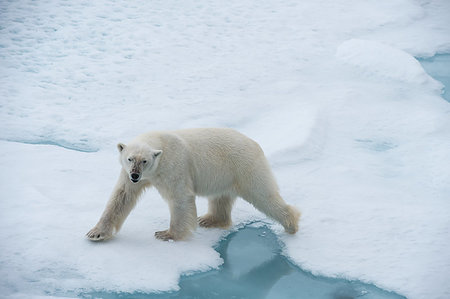 simsearch:400-05361275,k - Big polar bear on drift ice edge with snow a water in Arctic North Pole Foto de stock - Super Valor sin royalties y Suscripción, Código: 400-09221913