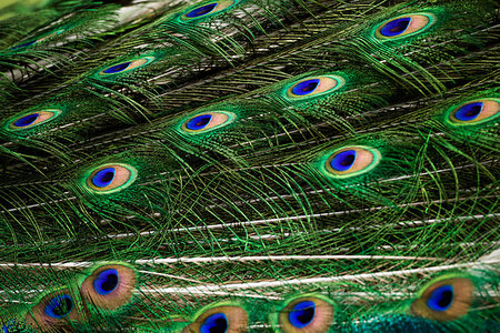 Peacock green and blue plumage in close up. Stockbilder - Microstock & Abonnement, Bildnummer: 400-09221920