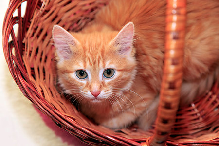 simsearch:400-04904022,k - Red cat in basket close up Stockbilder - Microstock & Abonnement, Bildnummer: 400-09221935
