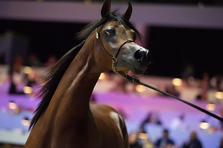 portrait of bay Arabian horse. Foto de stock - Royalty-Free Super Valor e Assinatura, Número: 400-09221948
