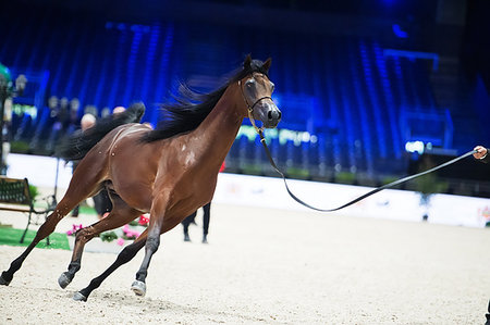 arabian bay horse in movement Foto de stock - Super Valor sin royalties y Suscripción, Código: 400-09221950