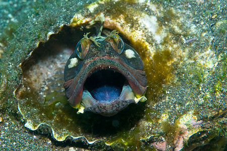 Sarcastic Fringehead (Neoclinus blanchardi) 10-240ft, 3-8 inches. Little Scorpion, Santa Cruz, Channel Islands, California Stock Photo - Budget Royalty-Free & Subscription, Code: 400-09221963