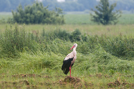 simsearch:400-08333897,k - Lonely stork on a summer meadow. Stock Photo - Budget Royalty-Free & Subscription, Code: 400-09222098