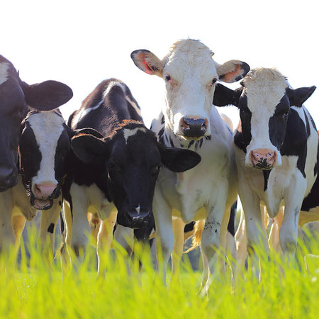 simsearch:6109-08700336,k - Holstein dairy cows stand in a pasture Stockbilder - Microstock & Abonnement, Bildnummer: 400-09222124