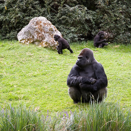 simsearch:400-05101700,k - Gorilla sitting in the grass, caring the childs Stock Photo - Budget Royalty-Free & Subscription, Code: 400-09222125