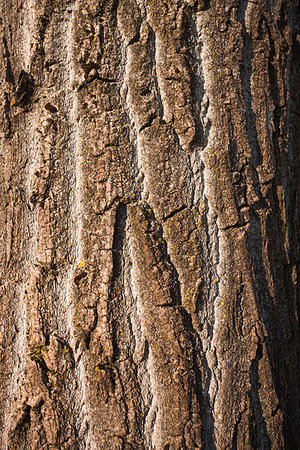 simsearch:400-07619334,k - Natural textured tree bark with rough surface close up Stock Photo - Budget Royalty-Free & Subscription, Code: 400-09222195