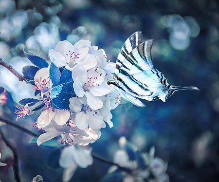 Beautiful sakura flower cherry blossom and butterfly fluttering over close-up. Greeting card background template. Shallow depth. Soft dark blue toned. Spring magic nature. Photographie de stock - Aubaine LD & Abonnement, Code: 400-09222252