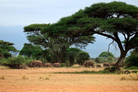 simsearch:400-07232278,k - Elephants in Amboseli national park in Kenia Foto de stock - Royalty-Free Super Valor e Assinatura, Número: 400-09222470