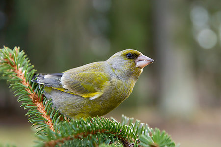 european greenfinch - Greenfinch, Carduelis chloris, single bird on branchc. Stock Photo - Budget Royalty-Free & Subscription, Code: 400-09222482