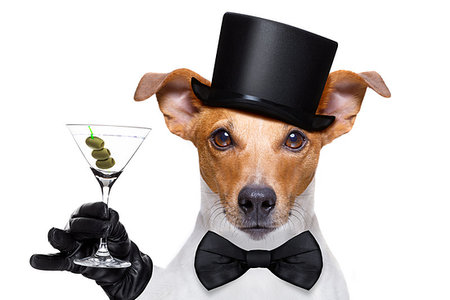 simsearch:400-07822392,k - drunk jack russell dog toasting  and drinking a cocktail  martini drink with olives, isolated on white background Foto de stock - Super Valor sin royalties y Suscripción, Código: 400-09222502