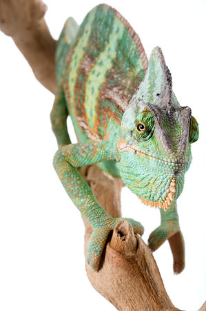 simsearch:400-04000990,k - Two Veiled Chameleons (Chamaeleo calyptratus) Stock Photo - Budget Royalty-Free & Subscription, Code: 400-09222754