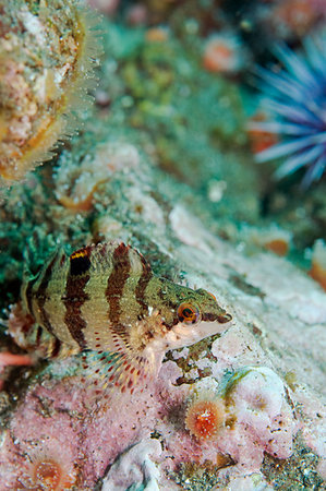 fish fin texture - Fish in reef off Anacapa Island, CA Foto de stock - Super Valor sin royalties y Suscripción, Código: 400-09222764