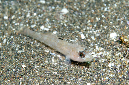 Blackeye Goby (Coryphopterus nicolsi) Stock Photo - Budget Royalty-Free & Subscription, Code: 400-09222765