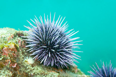 echinoderma - Purple Sea Urchin (Strongylocentrotus purpuratus) Fotografie stock - Microstock e Abbonamento, Codice: 400-09222760