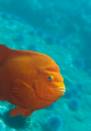 parc provincial garibaldi - Adult Garibaldi damselfish (Hypsypops rubicundus Photographie de stock - Aubaine LD & Abonnement, Code: 400-09222761