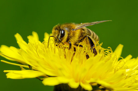 simsearch:400-04568266,k - honey bee collecting honey on dandelions.Macro Stock Photo - Budget Royalty-Free & Subscription, Code: 400-09222994