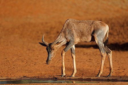 domaliscus lunatus - Rare tsessebe antelope (Damaliscus lunatus) at a waterhole, South Africa Photographie de stock - Aubaine LD & Abonnement, Code: 400-09223153