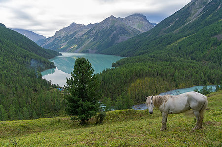 simsearch:400-09274553,k - White horse on a hillside.  Kucherla lake. Altai Mountains, Russia. Overcast summer morning. Stock Photo - Budget Royalty-Free & Subscription, Code: 400-09223285