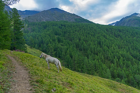 simsearch:400-09274553,k - White horse on the mountainside. Overcast summer morning. Altai Mountains, Russia. Stock Photo - Budget Royalty-Free & Subscription, Code: 400-09223286