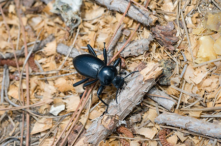 simsearch:400-06138663,k - Pinacate beetle (aka Stink Beetle) Stock Photo - Budget Royalty-Free & Subscription, Code: 400-09223314