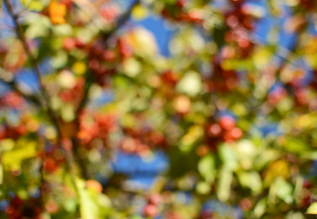 Abstract out of focus background of autumnal tree with red crab apples and green foliage Fotografie stock - Microstock e Abbonamento, Codice: 400-09223337