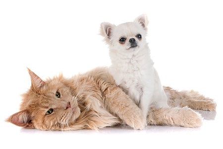 simsearch:400-06389936,k - maine coon cat and chihuahua in front of white background Photographie de stock - Aubaine LD & Abonnement, Code: 400-09223354