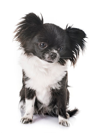 young chihuahua in front of white background Photographie de stock - Aubaine LD & Abonnement, Code: 400-09223364