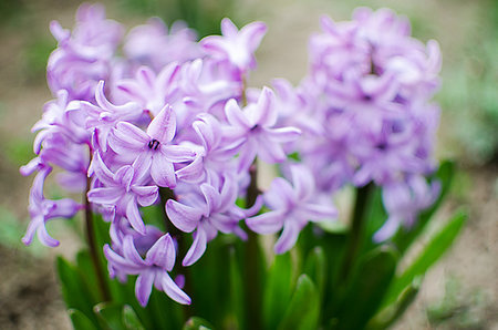 simsearch:400-08333816,k - Beautiful spring flowers have a pleasant smell hyacinths on a sunny day Photographie de stock - Aubaine LD & Abonnement, Code: 400-09223421