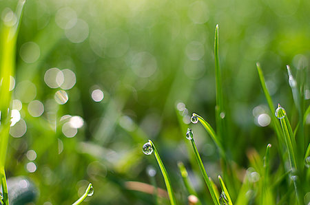 simsearch:400-09223422,k - Small drops of dew on fresh green grass in the morning fair weather Foto de stock - Royalty-Free Super Valor e Assinatura, Número: 400-09223422
