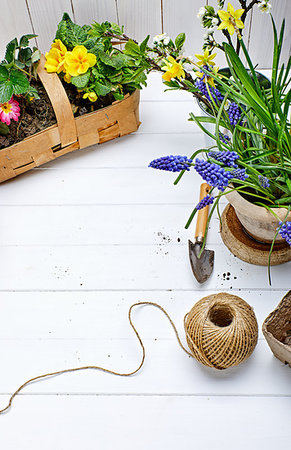 simsearch:400-04785692,k - Spring flower muscari and narcissus in pot with garden inventory at white wooden board gardening and floriculture. Fotografie stock - Microstock e Abbonamento, Codice: 400-09223614