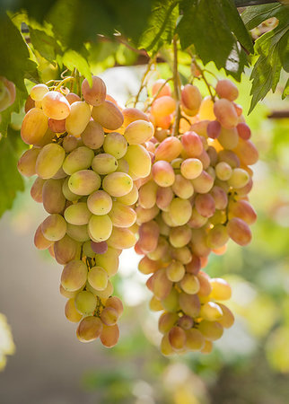 fogen (artist) - Close-up of two bunches of grapes on the vine with green leaves on a sunny day Stockbilder - Microstock & Abonnement, Bildnummer: 400-09223679