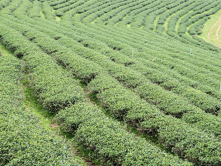 Organic tea rows on the hill of the local tea farm,northern of Thaialnd. Foto de stock - Royalty-Free Super Valor e Assinatura, Número: 400-09223736