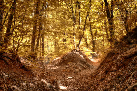 Autumn colors in the woods with rays of Sun through the trees and foliage in foreground, fairytale landscape Fotografie stock - Microstock e Abbonamento, Codice: 400-09223738