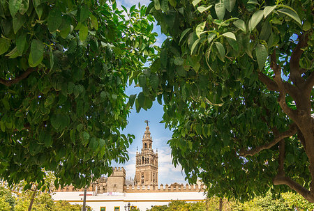 View of Giralda bell tower, from orange tree courtyard below in Seville Cathedral, Spain. IT's also an UNESCO World Heritage site. Photographie de stock - Aubaine LD & Abonnement, Code: 400-09223768