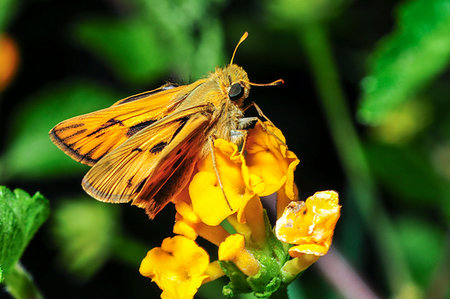 simsearch:400-09225556,k - Fiery Skipper moth (Hylephila phyleus) in Camarillo, California Photographie de stock - Aubaine LD & Abonnement, Code: 400-09223854