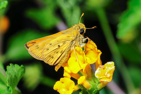 simsearch:400-09223319,k - Fiery Skipper moth (Hylephila phyleus) in Camarillo, California Photographie de stock - Aubaine LD & Abonnement, Code: 400-09223853