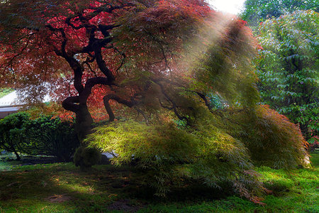 simsearch:400-07209254,k - Morning sun ray beams on Old Japanese Maple trees in Japanese Garden in Fall Season Stock Photo - Budget Royalty-Free & Subscription, Code: 400-09223872