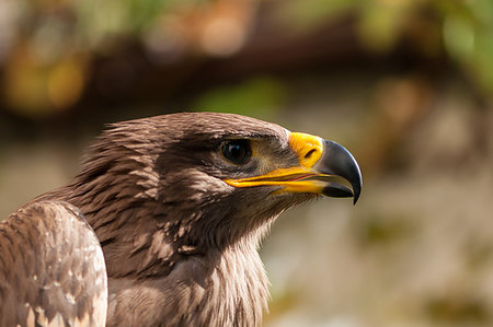 simsearch:400-04773433,k - Close-up of a Steppe Eagle (Aquila Nipalensis). Bird of prey portrait. Fotografie stock - Microstock e Abbonamento, Codice: 400-09223975