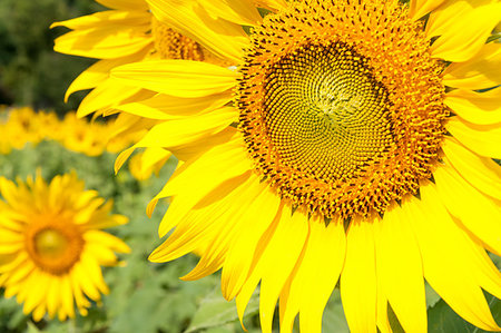 simsearch:400-04708860,k - Close-up of the fresh sunflower in the flower farm, countryside area in Thailand. Photographie de stock - Aubaine LD & Abonnement, Code: 400-09237535