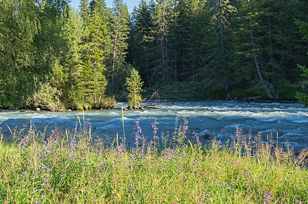 simsearch:400-04412215,k - Wildflowers on the shore of a mountain river. Early sunny summer evening. The Kucherla river, Altai Mountains, Russia. Photographie de stock - Aubaine LD & Abonnement, Code: 400-09237539