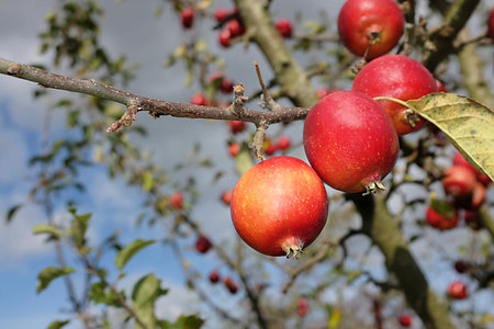 Bright red Malus Rosehip crab apples hang from a tree branch in autumn Fotografie stock - Microstock e Abbonamento, Codice: 400-09237546