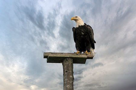 simsearch:400-04218118,k - American Bald Eagle perched on top of a tree pole at Long Beach Peninsula beach in Washington State Foto de stock - Super Valor sin royalties y Suscripción, Código: 400-09237548
