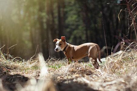 simsearch:400-07820675,k - puppy in the forest basking in the sun Foto de stock - Super Valor sin royalties y Suscripción, Código: 400-09237592