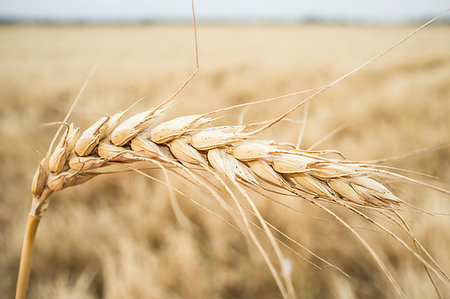 One grain ear over wheat grain field. Closeup Stock Photo - Budget Royalty-Free & Subscription, Code: 400-09237606