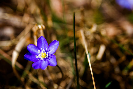 First fresh blue violet in the forest. Blue spring wildflower liverwort, Hepatica nobilis. Fotografie stock - Microstock e Abbonamento, Codice: 400-09237823