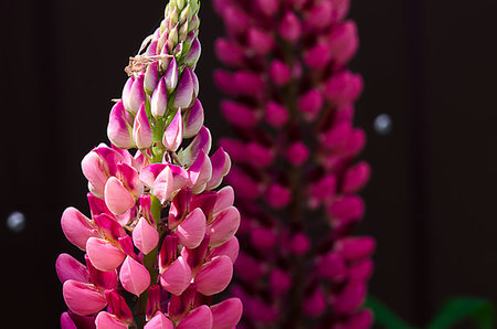 Fragrant flowers of lupine in the fresh air in the summer Stock Photo - Budget Royalty-Free & Subscription, Code: 400-09238037