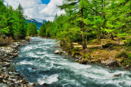 river among the trees in the mountains of the Valle d'Aosta during the melting snow in spring, Italy Foto de stock - Royalty-Free Super Valor e Assinatura, Número: 400-09238153