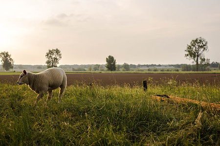 simsearch:400-04478701,k - A little spring lamb in the Netherlands cute Stockbilder - Microstock & Abonnement, Bildnummer: 400-09238287