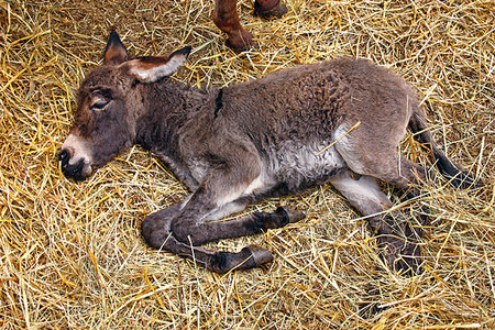 Little donkey foal sleeping on straw Stock Photo - Budget Royalty-Free & Subscription, Code: 400-09268317